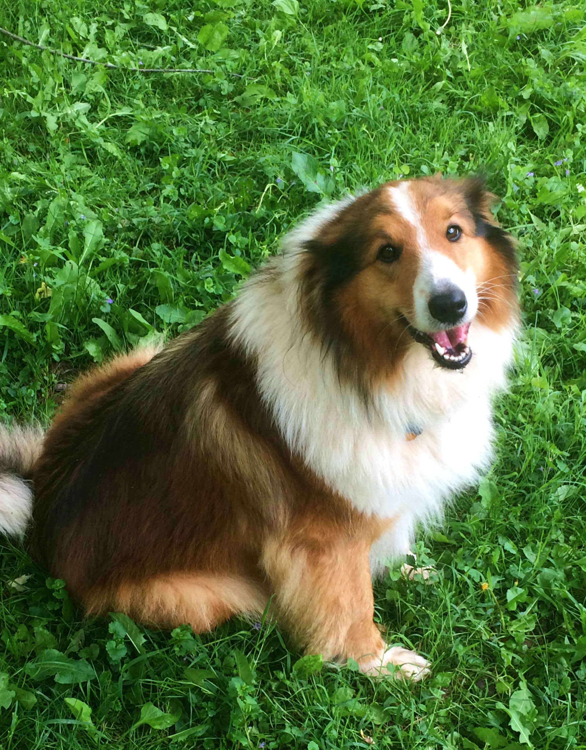 Sunshine Farm's Old Time Scoth Collie Montana